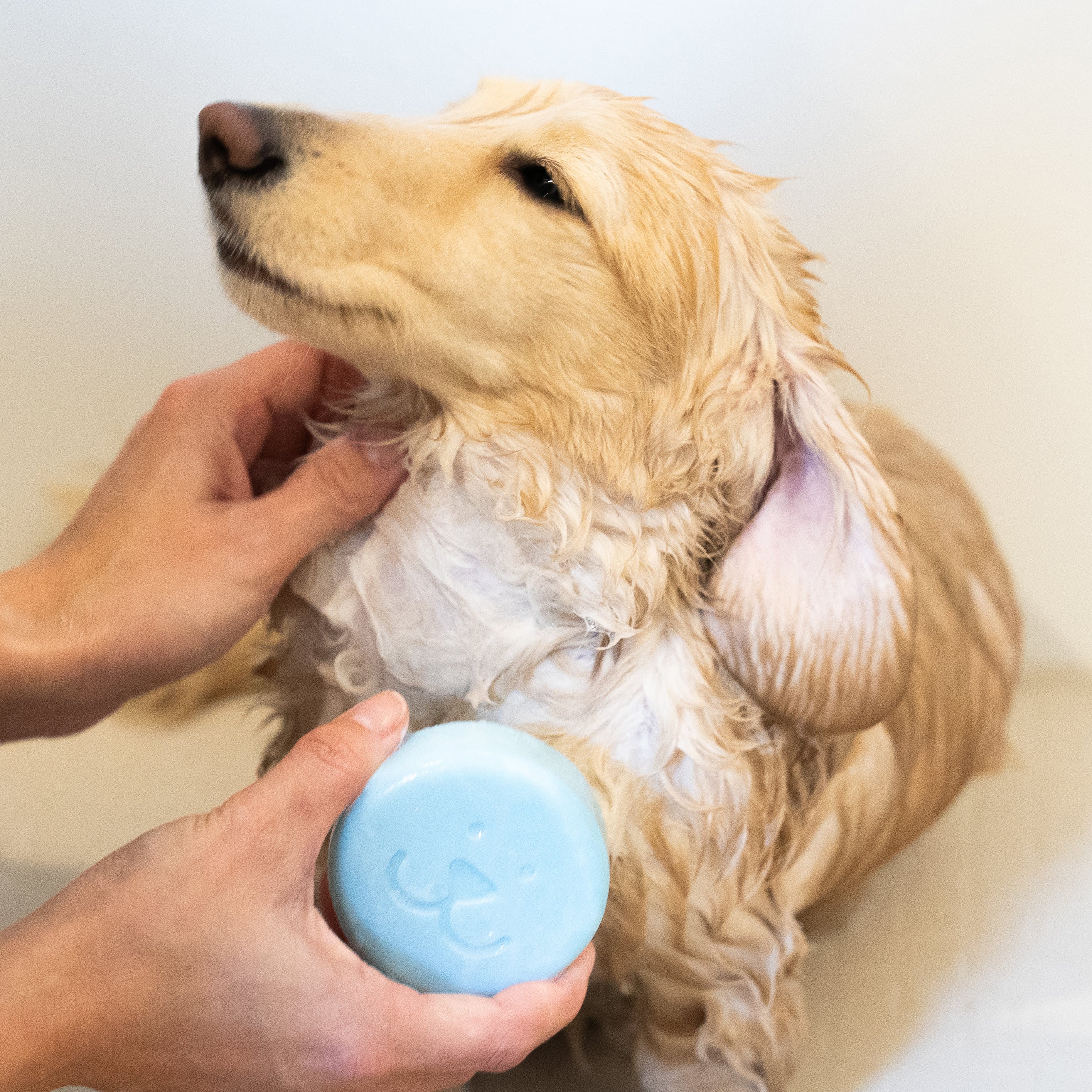 SUO FOR DOGS ALL IN ONE SHAMPOO BAR アメニティサイズ
