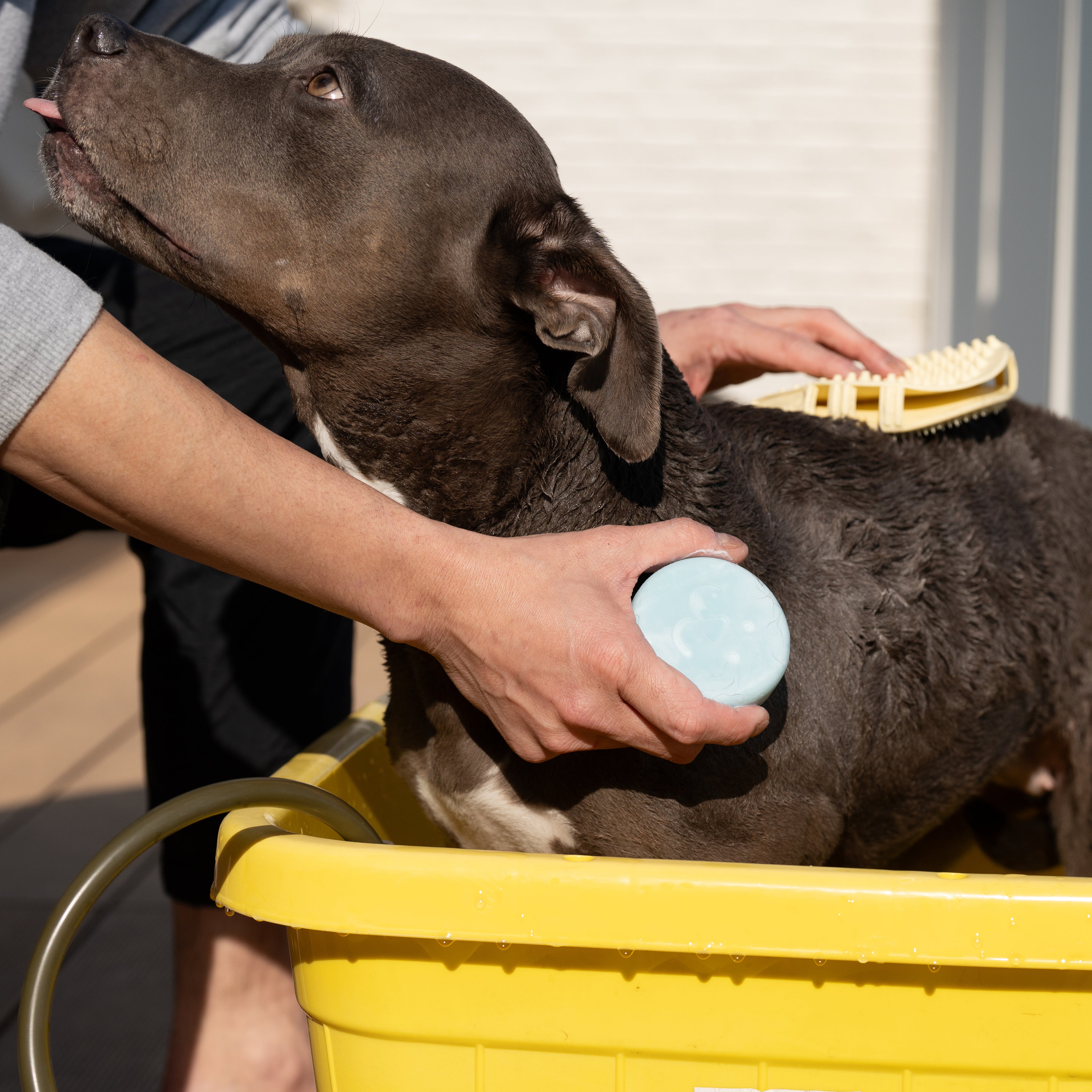 SUO FOR DOGS ALL IN ONE SHAMPOO BAR アメニティサイズ